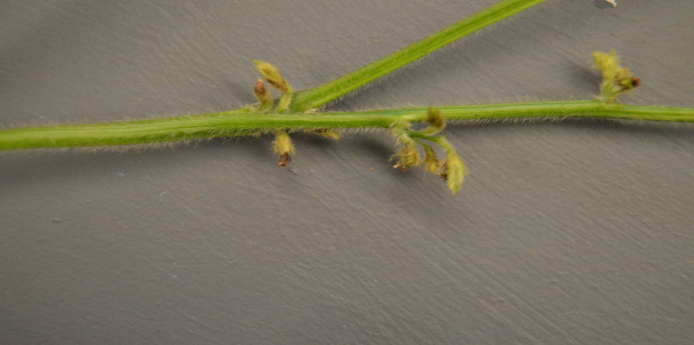 soybean figure7png